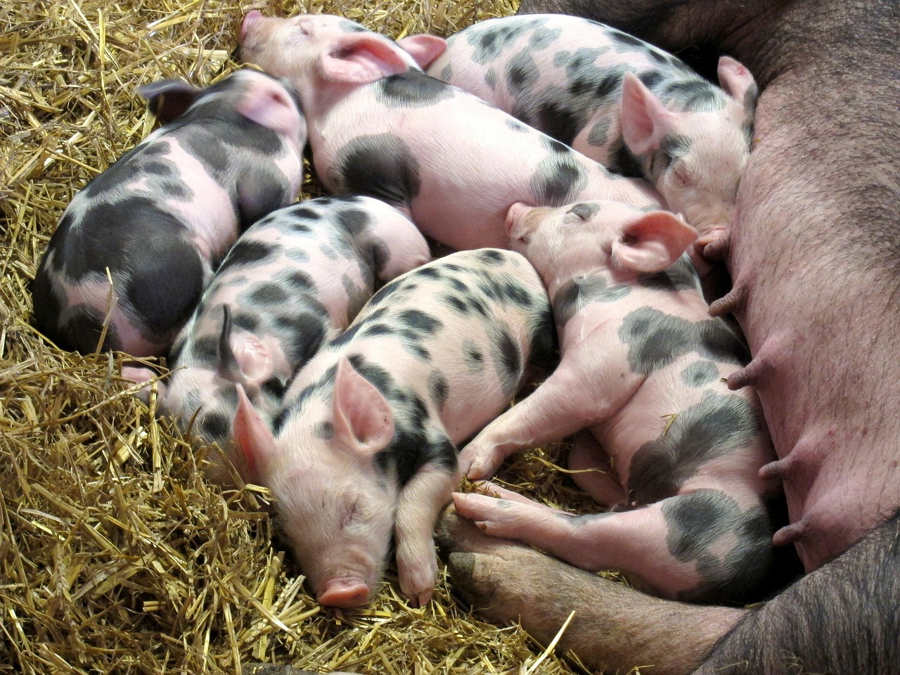 A pile of piglets in the straw next to their mother.