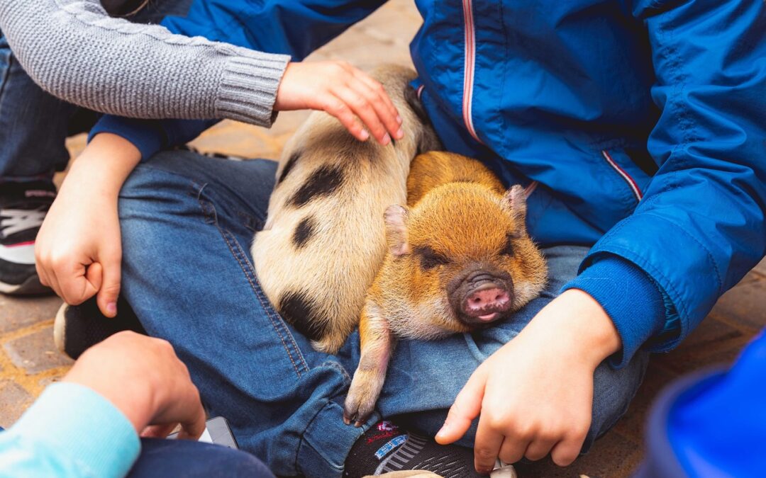 Story Time: P is for Pigs