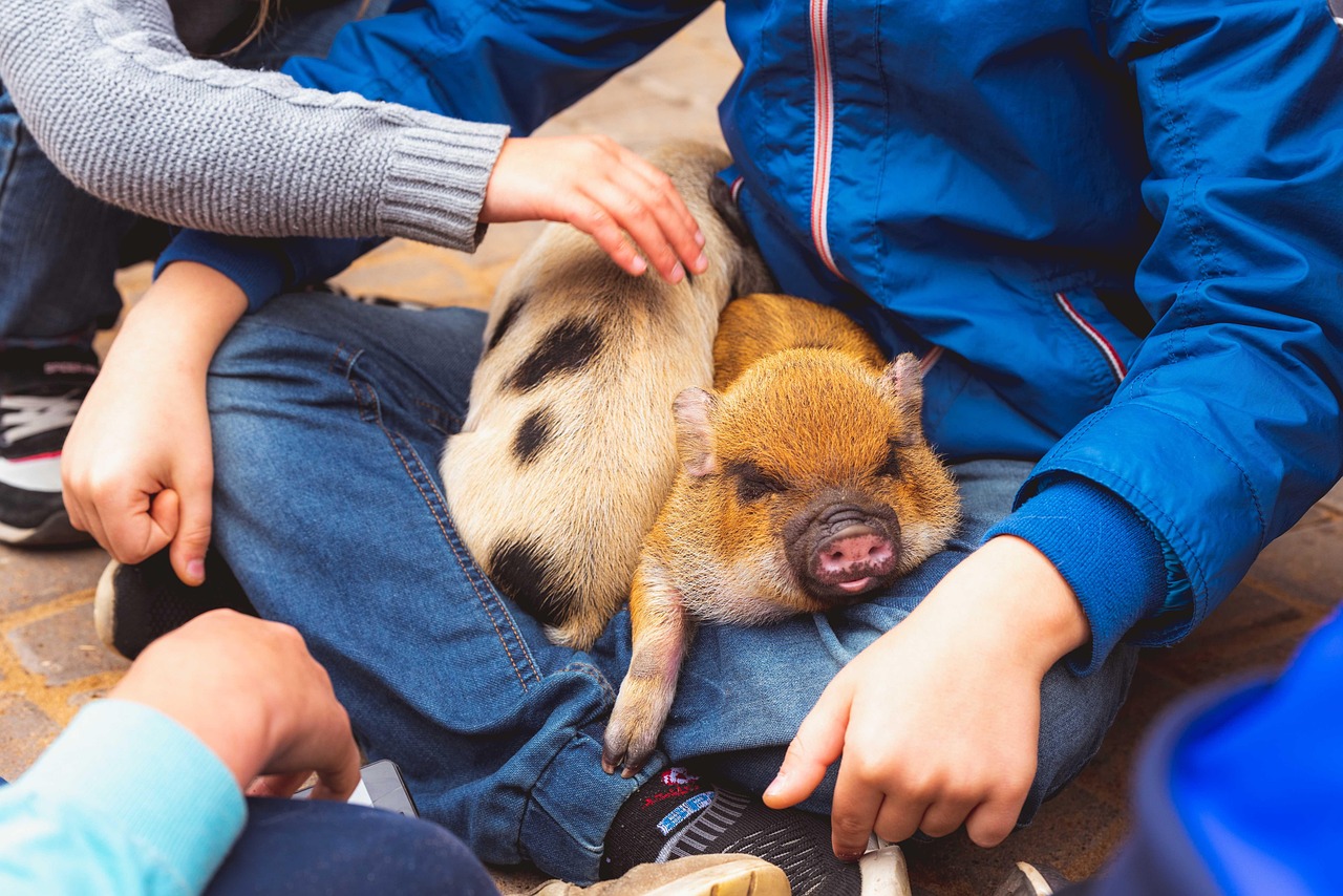 Sleepy pigs snuggled up in the lap of a child.