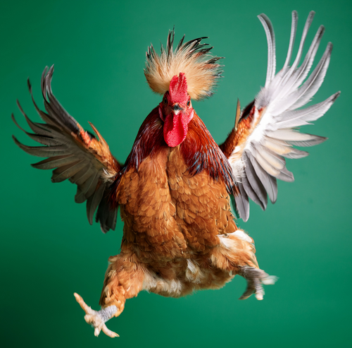 Armchair Traveler Ohio state sticker