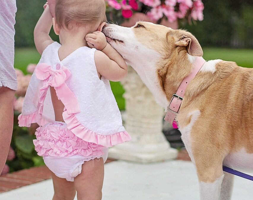 JANUARY Book Babies + Toddlers: Dogs & Puppies