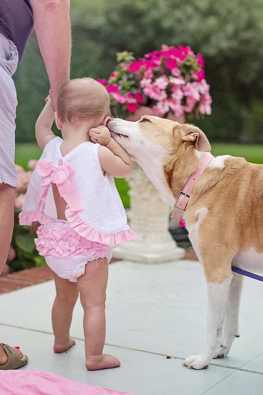A dog investigating the ear of a baby girl.