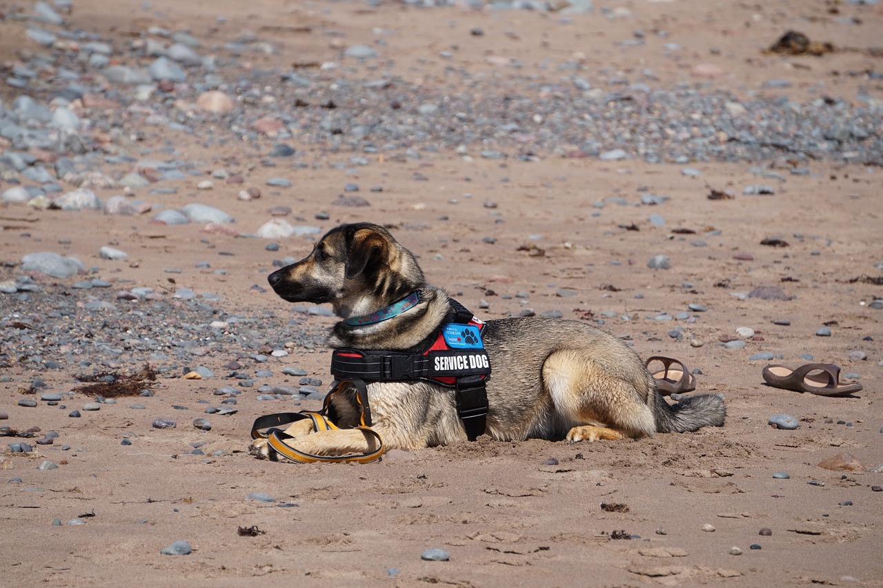 A service dog laying on a sandy beach by some flipflops.