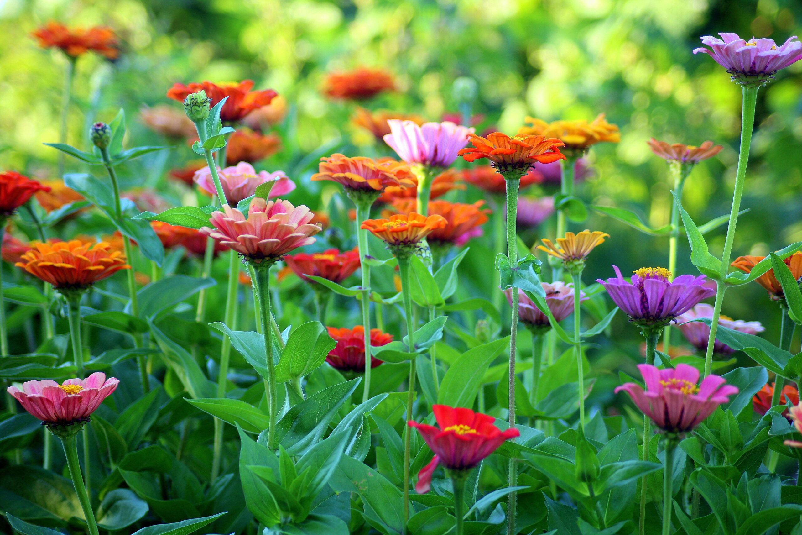 Colorful flowers in a meadow.